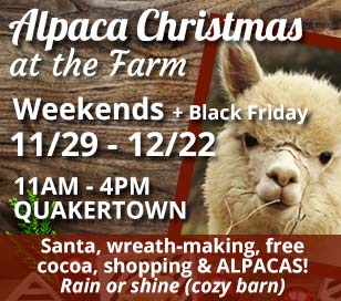 Looking for that old fashioned and magical family holiday experience? Bring the family to our 1880's beautiful Bucks County farm, open Black Friday, SMALL BUSINESS SATURDAY, and every Saturday and Sunday until Christmas from 11-4-pm. Visit with our 25 alpacas, including a new baby. Enjoy a complimentary cup of hot cocoa. Be sure to visit SANTA in the Alpaca barn from 1 to 3 each day! Then go into the BLUE winter wonderland barn and warm your hands by the fireplace. We are unable to sell live trees this year but you can decorate a live wreath with your family with a handmade bow, holly, cones and sprigs all gathered here at the farm. Looking for a special gift? We have a large selection of unique alpaca products and yarns - everything from blankets, sweaters, rugs, mittens, gloves, hats, scarves, socks, teddy bears and much more. CREDIT accepted. We are open rain/snow or shine since we have TWO great DRY barns. Come share the ALPACA Christmas magic!